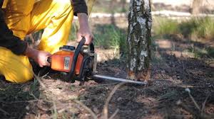 Best Tree Mulching  in Devine, TX