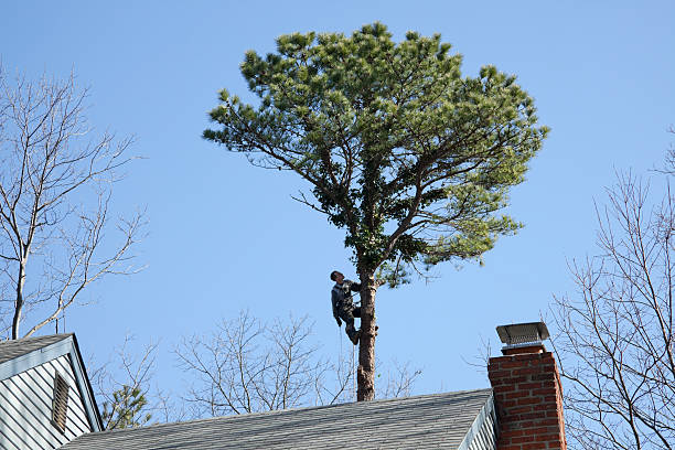 Professional Tree Removal Services in Devine, TX